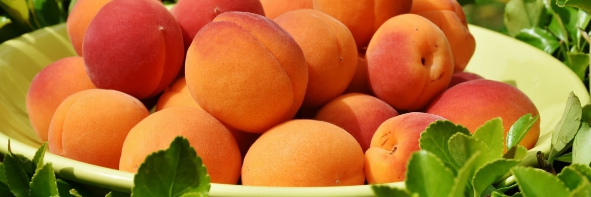 Apricots in plate on leafs