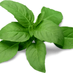 Basil Leaves helps How to get rid of stomach acidity naturally