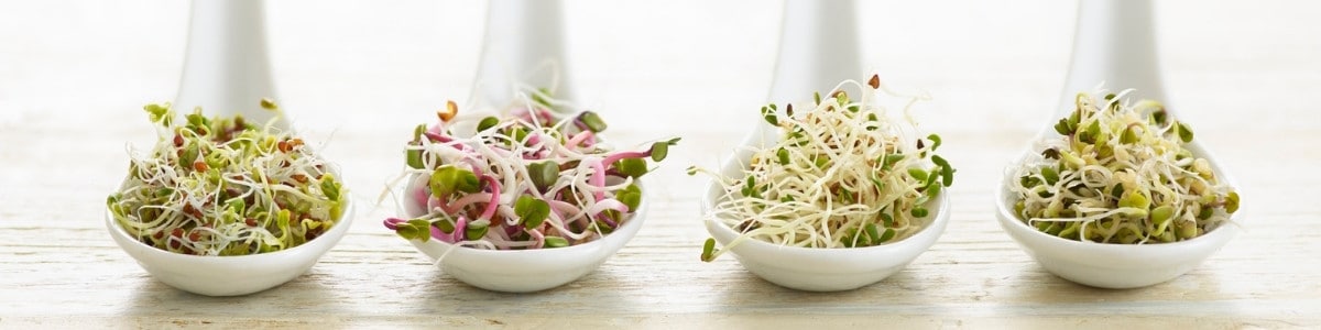 Avoid raw sprouts to have a healthy pregnancy