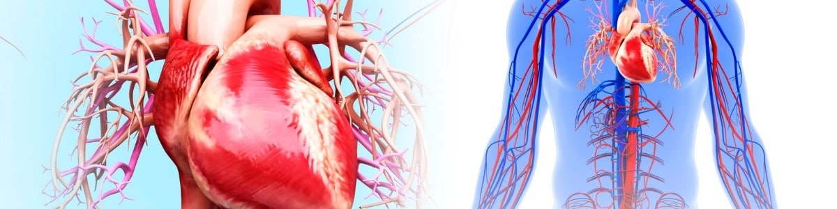 Cardiovascular system